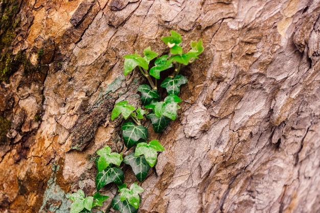 Casca de árvore texturizada linda com hera fresca verde