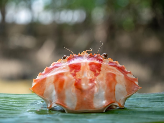 Foto casca de caranguejo laranja