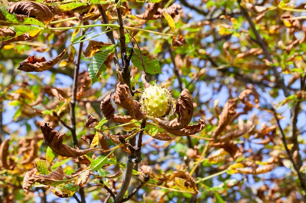 Casca de castanha rachada com agulhas afiadas até a queda das sementes, contra os galhos de uma árvore com folhagem verde e amarela seca