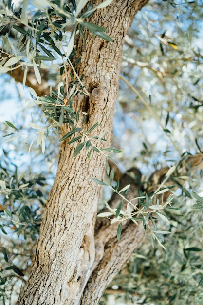 Casca de folhas e tronco de oliveira contra o céu azul