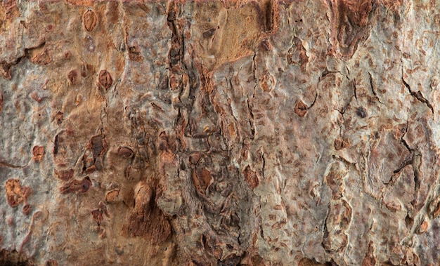 Casca de madeira natural de fundo de textura de árvore