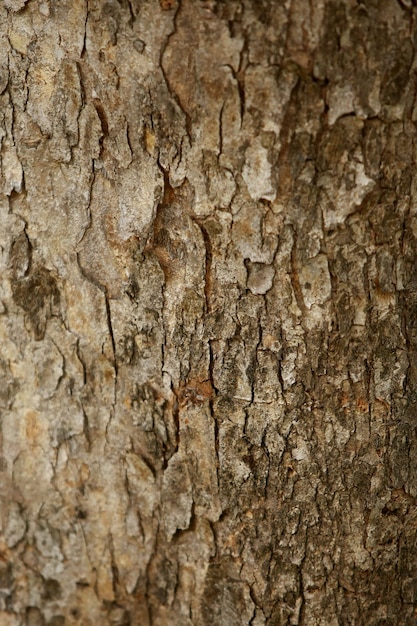 Casca de madeira no jardim Fechar a textura