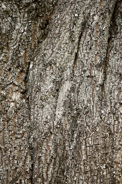 Casca de madeira no jardim, textura close-up