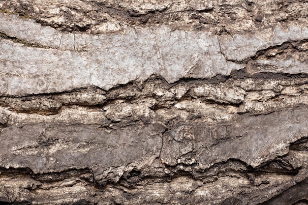 Casca de nogueira, macro, textura de fundo. A textura de madeira velha com padrões naturais para plano de fundo, texto, pano de fundo, espaço de cópia. Padrão de fundo da árvore