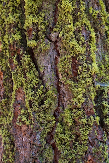 Foto casca de pinheiro com musgo no lado sul de uma floresta da califórnia