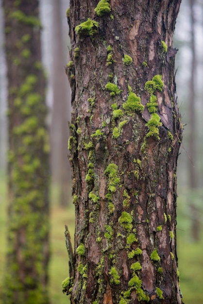 Casca de pinheiro lindo na floresta de pinheiros com musgo