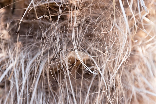 Casca de textura aproximada de um tronco de palmeira Trachycarpus Fortunei Cobertura peluda seca na forma de um fundo Foto de alta qualidade