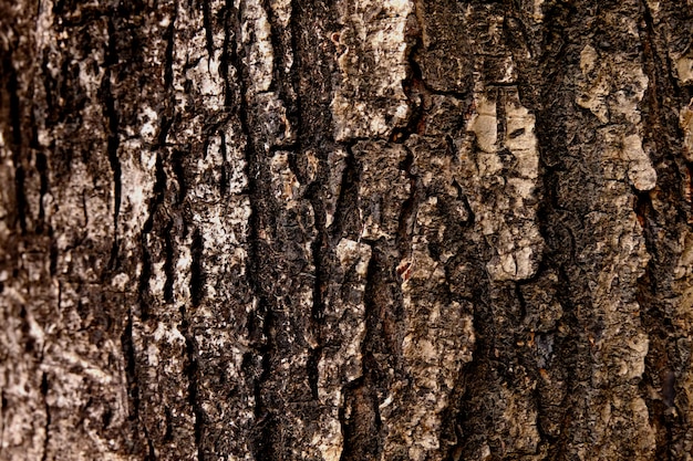 Foto casca de textura de fundo, fundo de textura de madeira, superfície áspera
