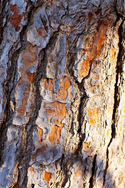 casca de textura de tronco de pinheiro
