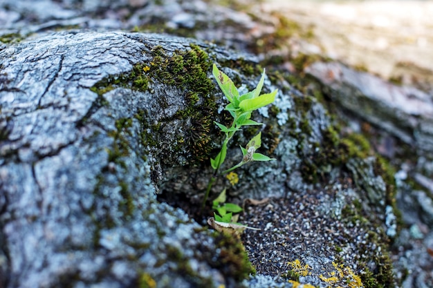 Casca de uma árvore e uma planta.