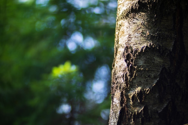 Casca de uma árvore velha na floresta fechada superfície abstrata texturizada bonita para papéis de parede e fundos