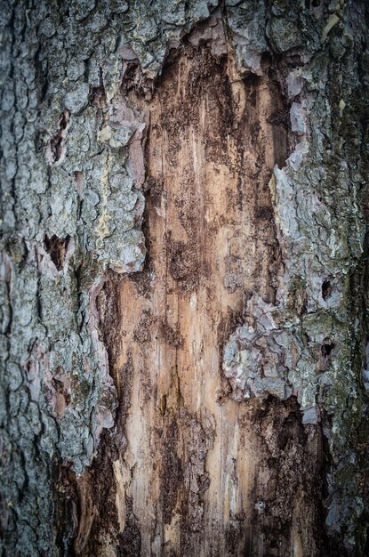 Casca de uma árvore velha na floresta fechada Superfície abstrata texturizada bonita para papéis de parede e fundos