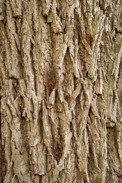 Casca de uma velha árvore. Textura detalhada da casca áspera, madeira, natural, vertical.
