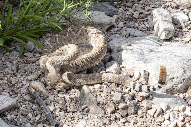 Foto un cascabel en una serpiente de cascabel