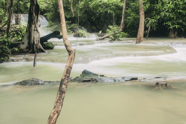 Cascada y arbol.