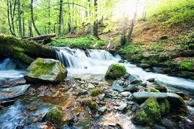 Cascada de arroyo de montaña en el bosque verde