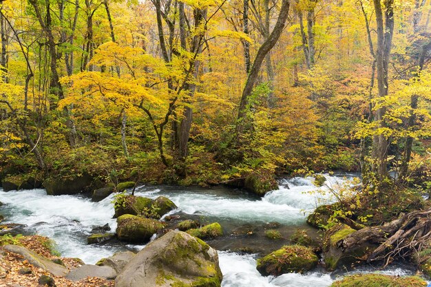 Cascada en el arroyo Oirase en Towada