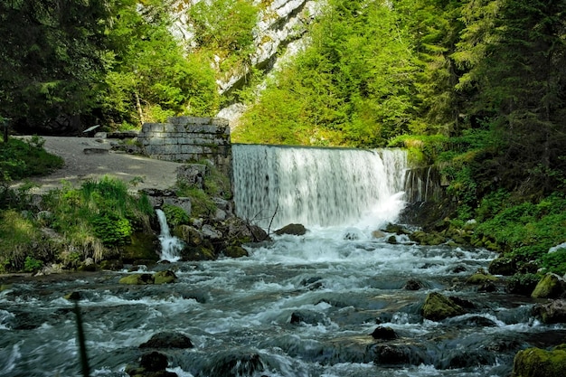 Una cascada en el bosque con árboles al fondo.