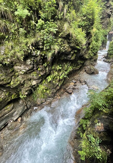 Cascada en el bosque con árboles en verano