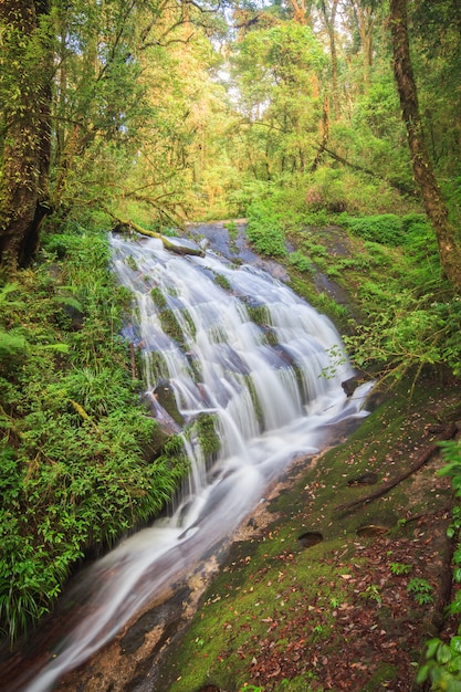 Cascada en el bosque de hoja perenne de la colina de Doi Inthanon, Chiang Mai, Tailandia