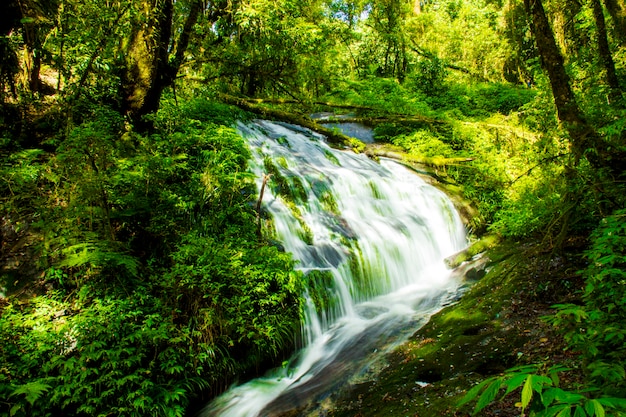 Cascada del bosque lluvioso en la selva profunda