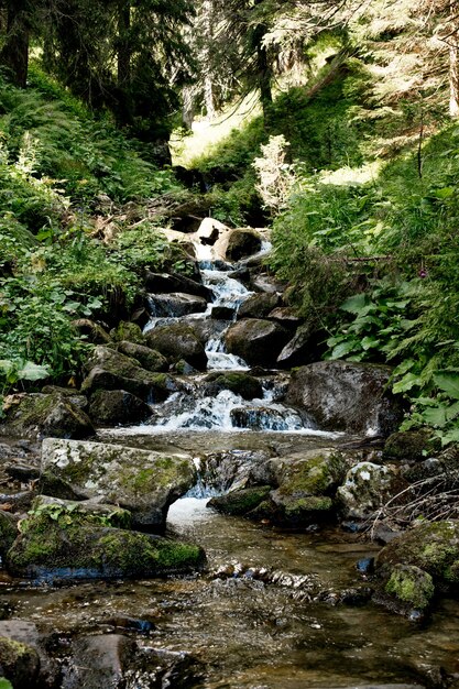 Cascada en el bosque paisaje forestal