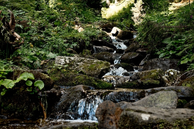 Cascada en el bosque. Paisaje forestal.