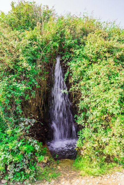 Una cascada en el bosque con plantas y árboles verdes.