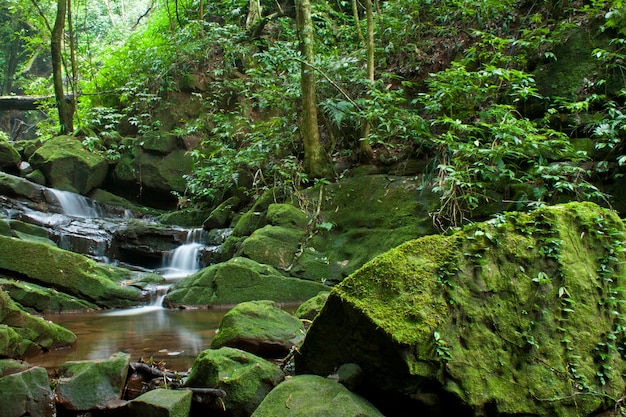 Cascada en el bosque profundo