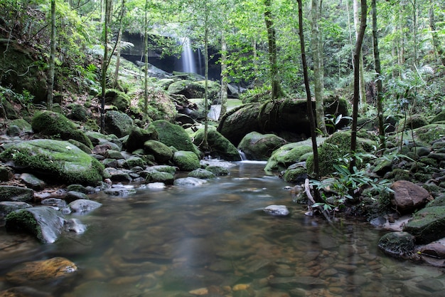 cascada en el bosque verde