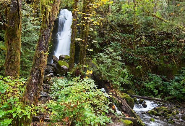 Cascada en el bosque