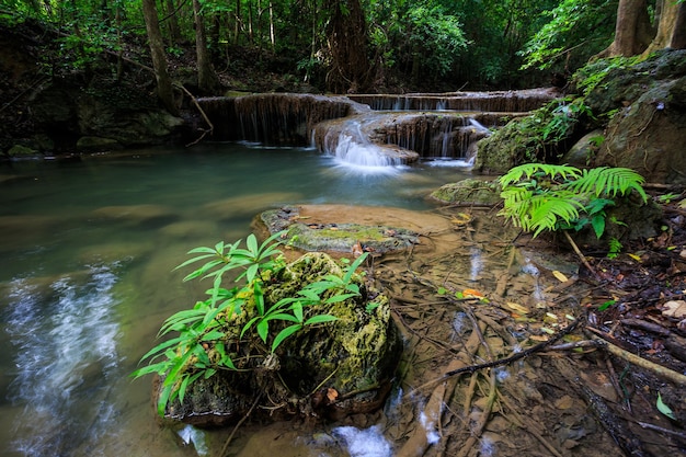 cascada en el bosque