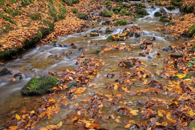 Cascada en el bosque