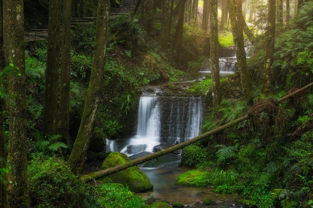 Cascada con un camino verde en el área escénica nacional de Alishan