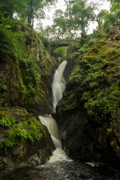 Cascada en cascada con los árboles circundantes