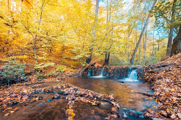 Cascada en colores otoñales en lo profundo del bosque. Hojas coloridas pacíficas arroyo soleado primer plano