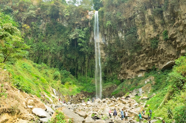 una cascada está rodeada de árboles verdes y un bosque verde