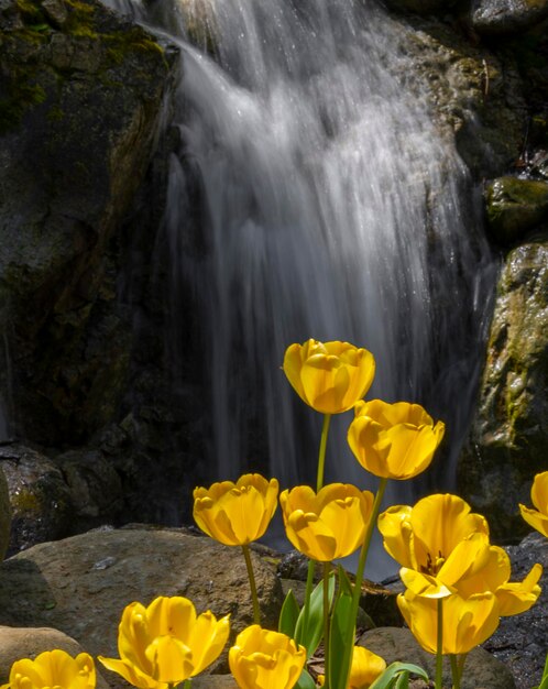 una cascada con flores amarillas frente a una cascada