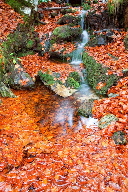 Cascada hermosa cascada en el bosque de otoño