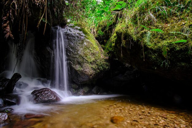 Foto cascada en la jungla