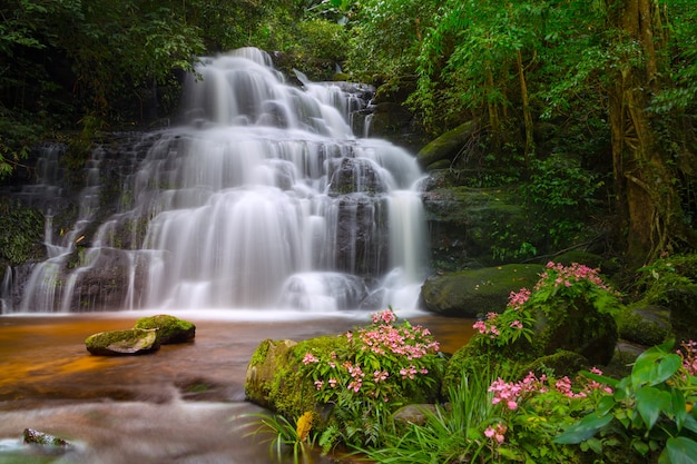 Cascada de Mun Dang con un primer plano de flor rosa en la selva tropical