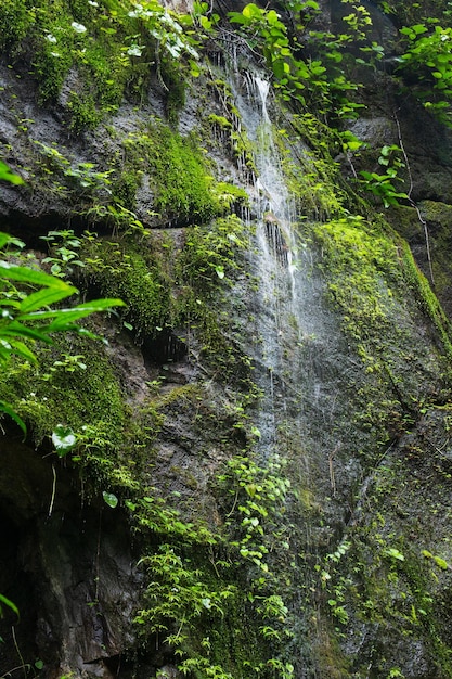 Cascada natural en el bosque