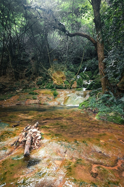 Cascada natural y musgo en la naturaleza tropical.