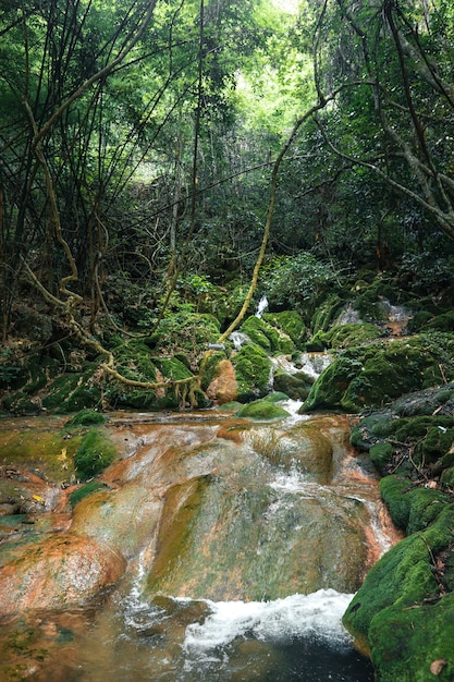 Cascada natural y musgo en la naturaleza tropical.