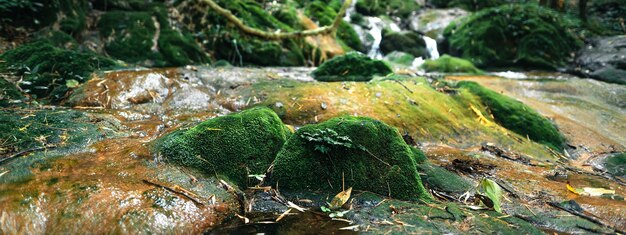 Cascada natural y musgo en la naturaleza tropical.