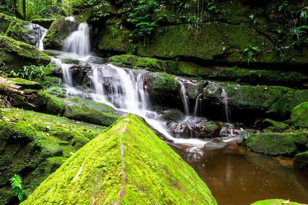 Cascada entre la naturaleza verde musgo y roca