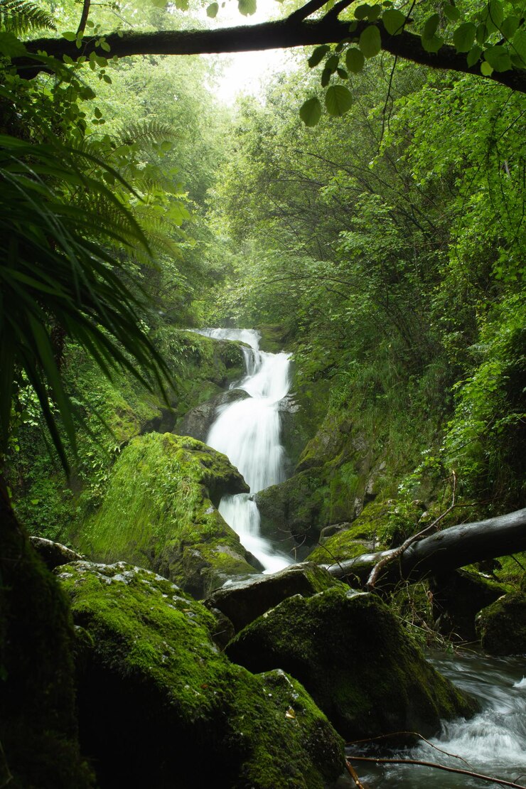 Cascada no meio de um bosque verde frondoso