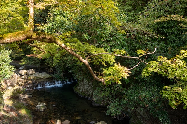 Cascada del parque Minoh. Osaka, Japón