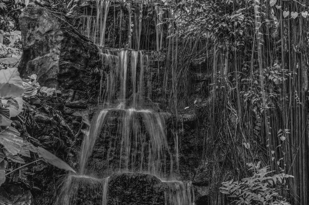 Foto una cascada rodeada de raíces y árboles