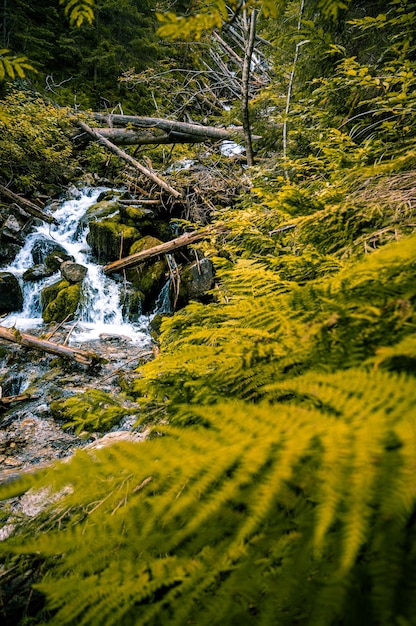 Cascada Rohacsky altos tatras en Eslovaquia Montañas Tatras occidentales Rohace Eslovaquia